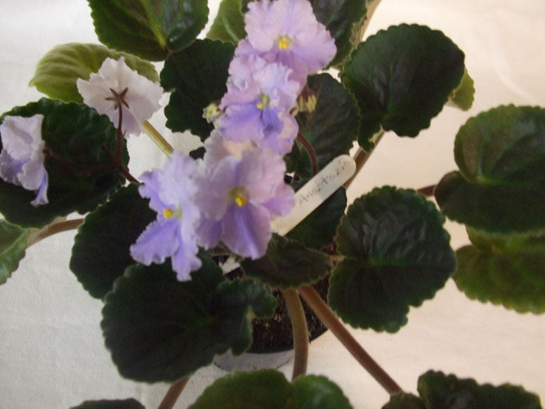 Anastasia - African Violet