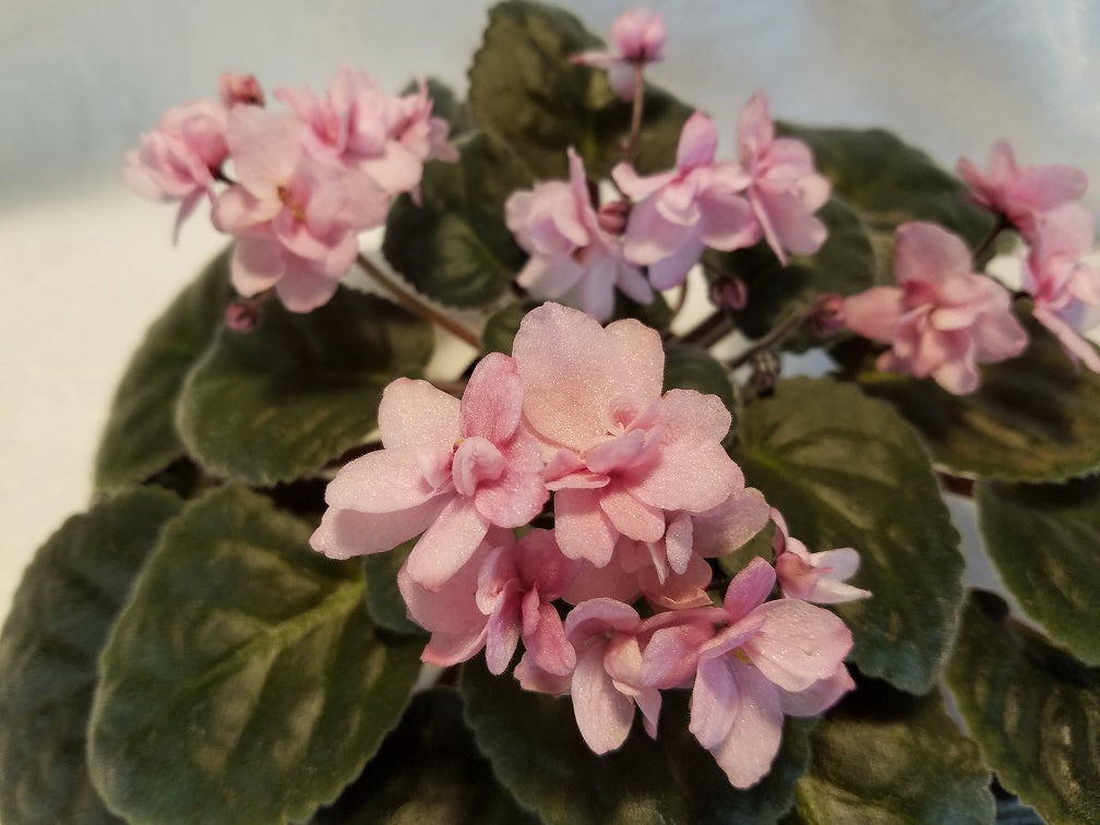 Annabelle- African Violet