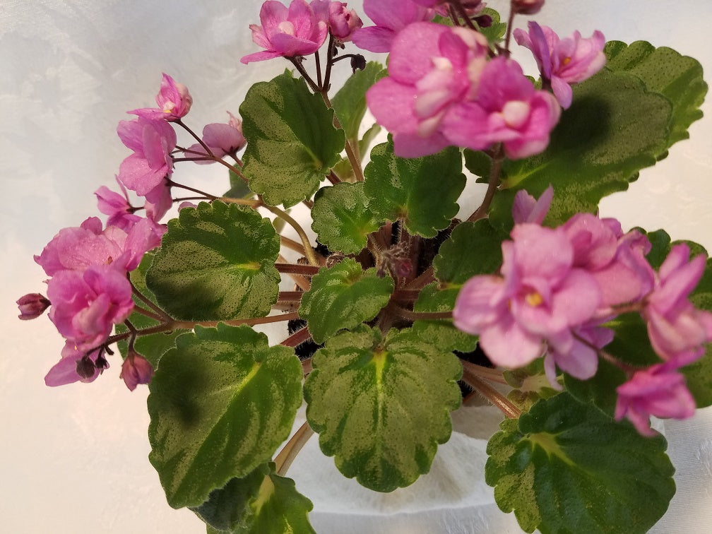 Beauteous - African Violet