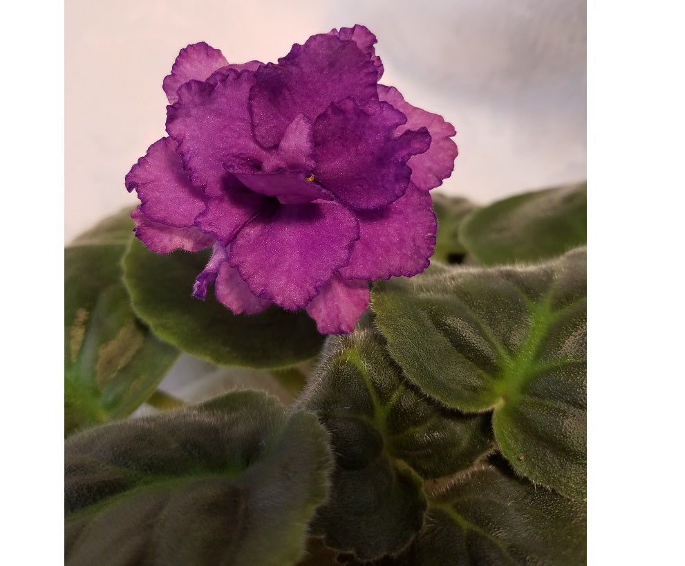 Black Forest- African Violet