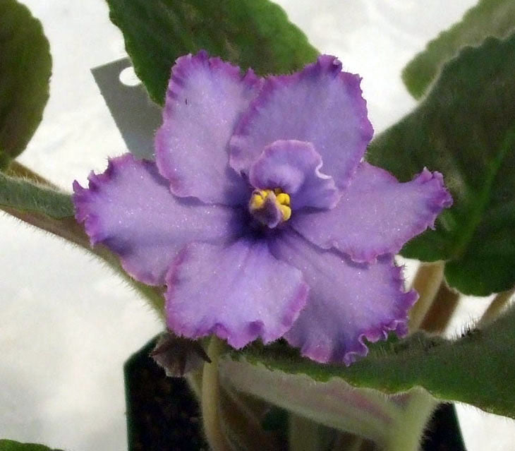 Blue Dragon - African Violet