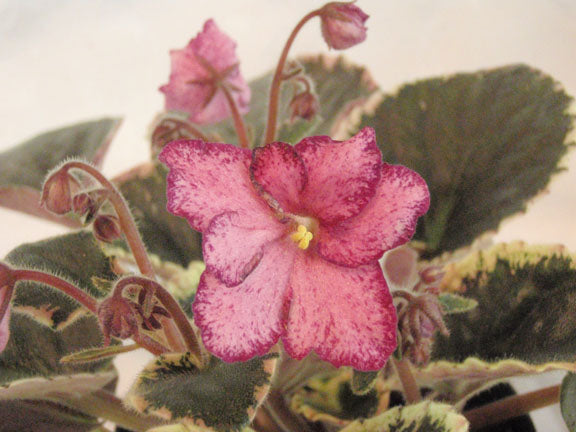 Buckeye Cranberry Sparkler - African Violet
