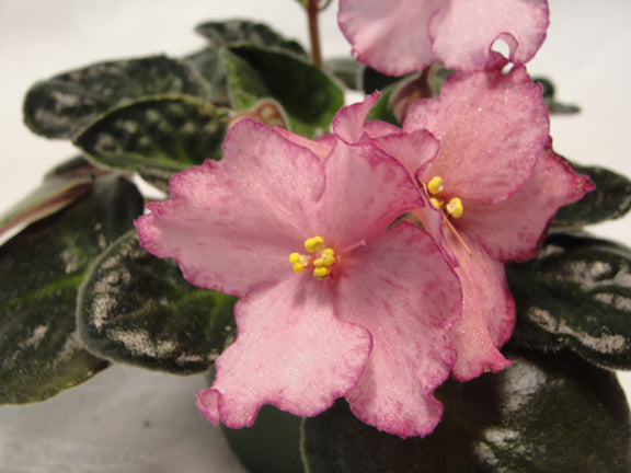 Buckeye Extravaganza - African Violet