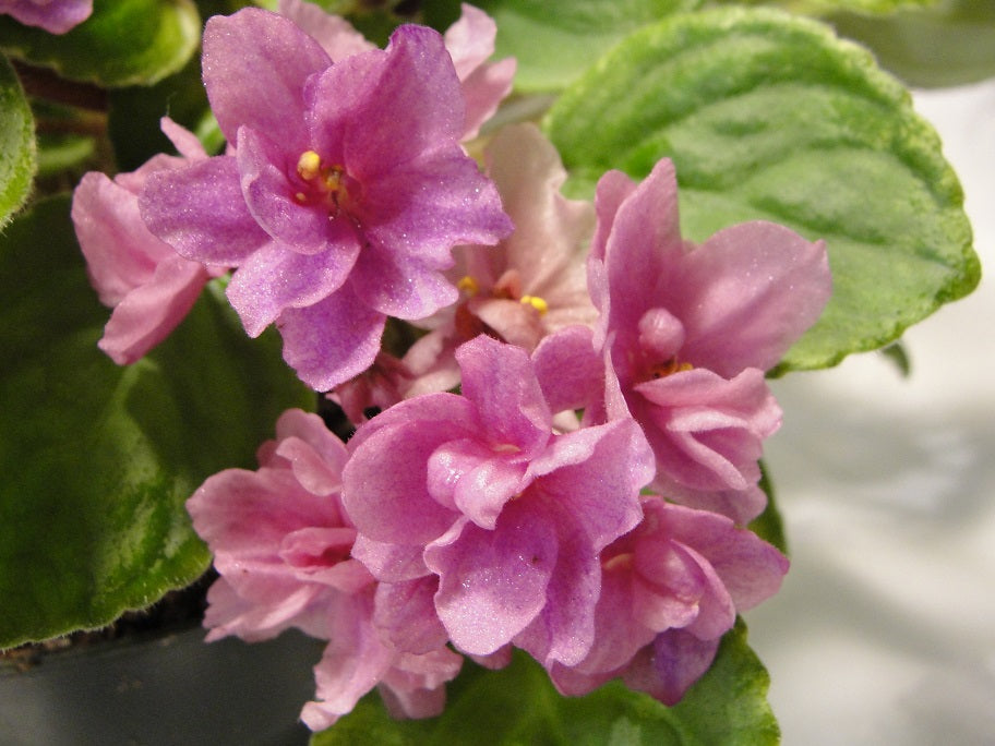 Candy Fountain - African Violet