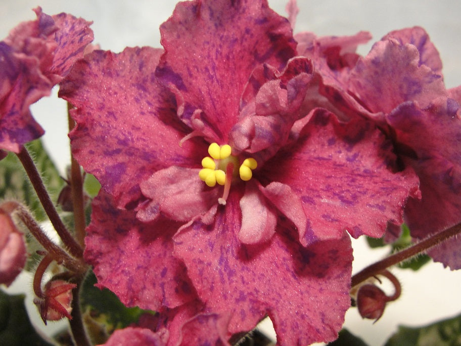 Donna's Sunset- African Violet