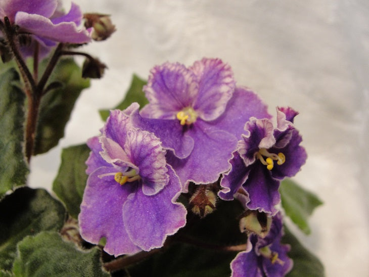 Echo Karnavala - (Echo of Carnival) - African Violet