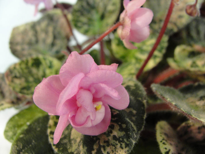 Ellie Gardner - African Violet