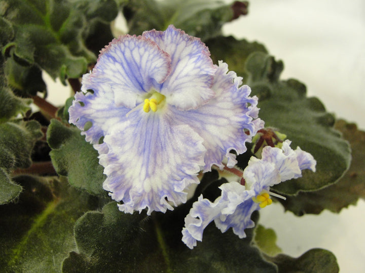 Feather - African Violet