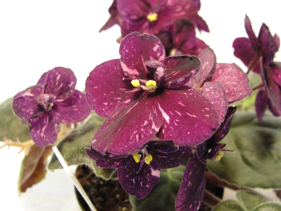 Fisher's Leone - African Violet