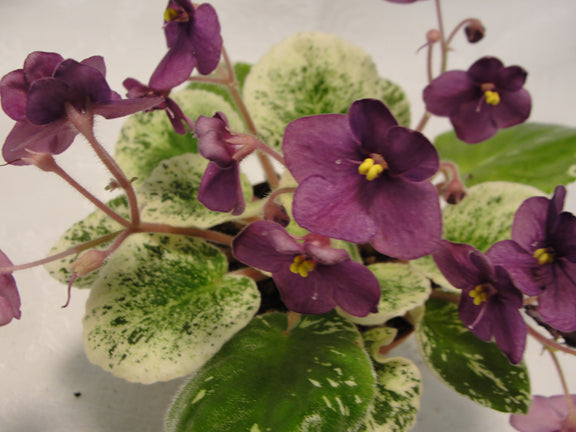 Happy Harold - African Violet