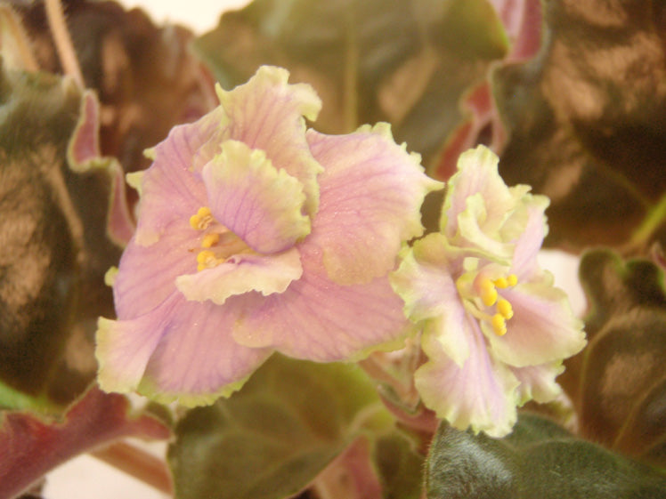 Irish Mint - African Violet