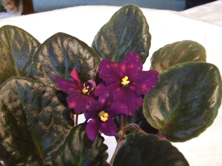 Jean Pierre Croteau - African Violet