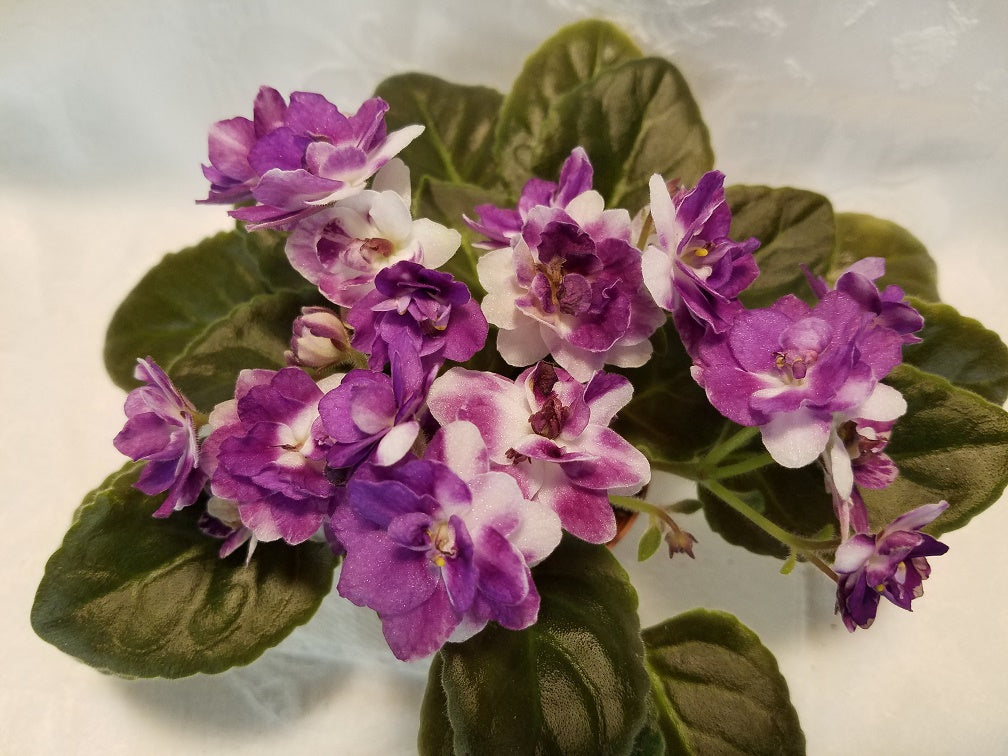 Joe Bob - African Violet