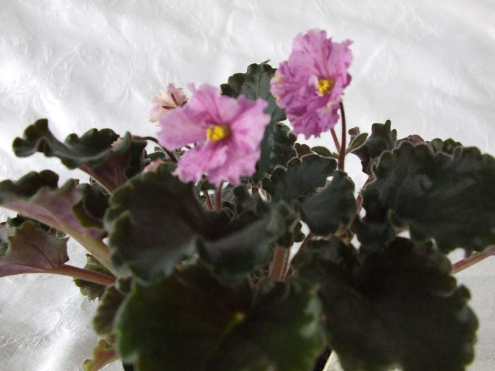 Ness' Fantasy Gold- African Violet