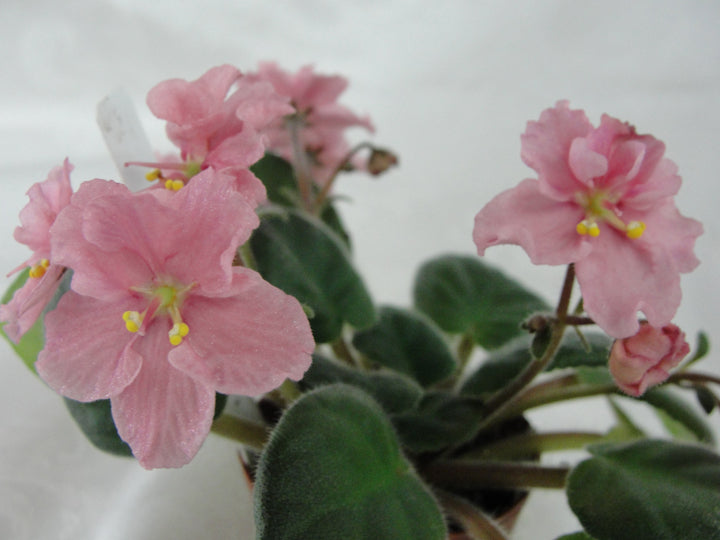 Ness' Sheer Peach - African Violet