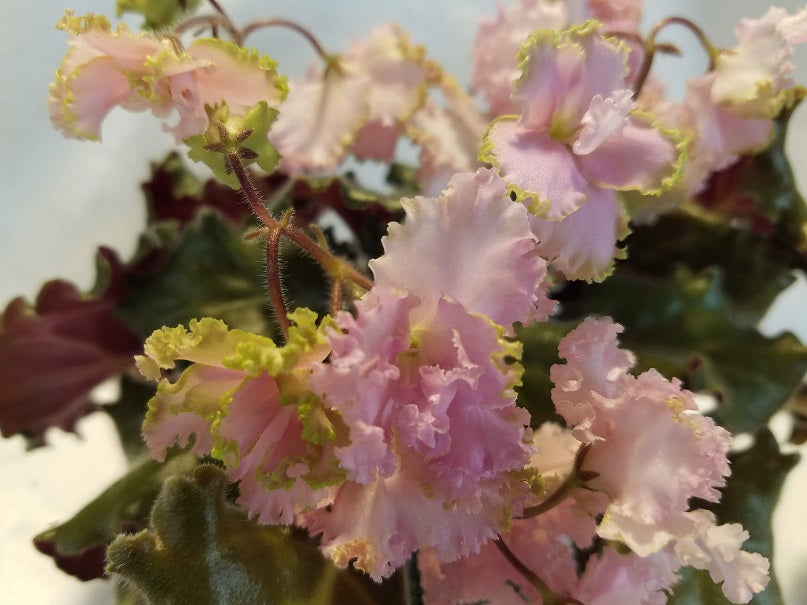 Pink Lady - African Violet