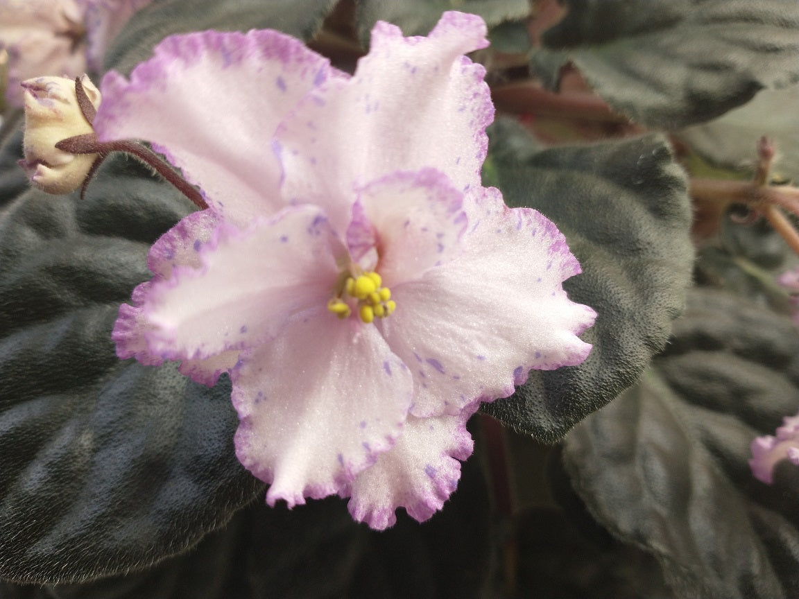 Playful Rainbow - African Violet