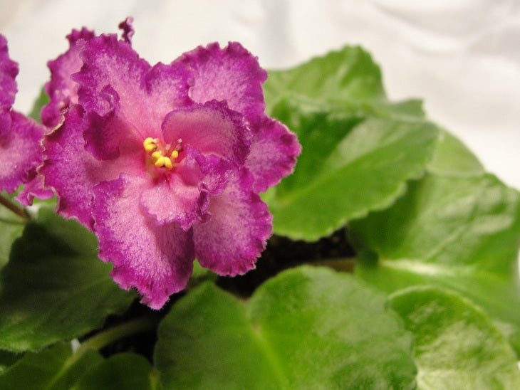 RD's Illusion - African Violet