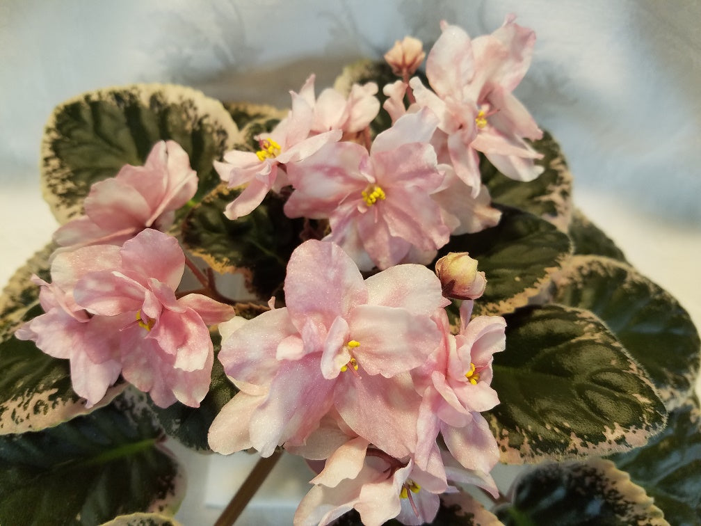Rivermist Pearls - African Violet