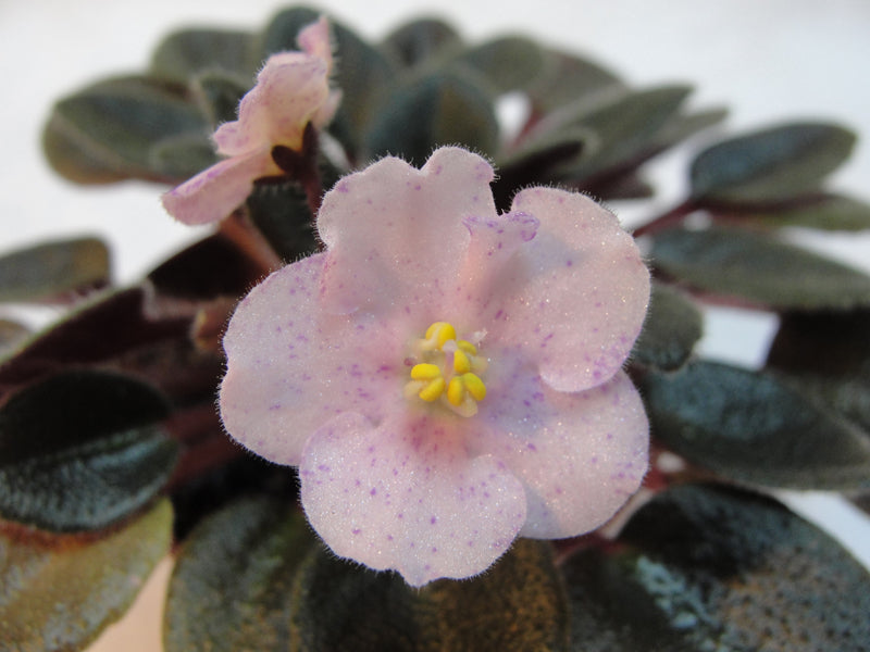 Rob's Berry Shake - African Violet