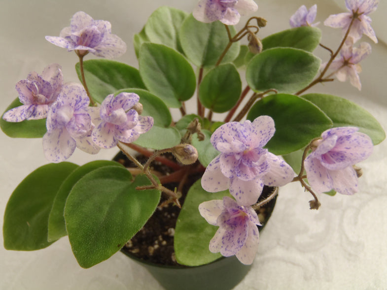 Rob's Boolaroo - African Violet