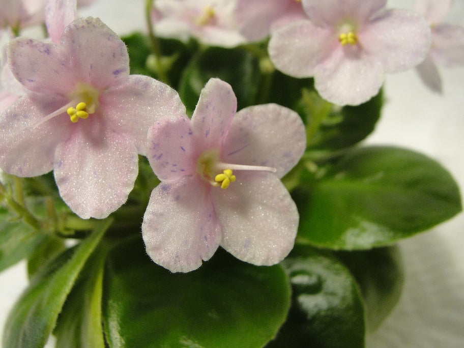 Rob's Combustible Pigeon - African Violet