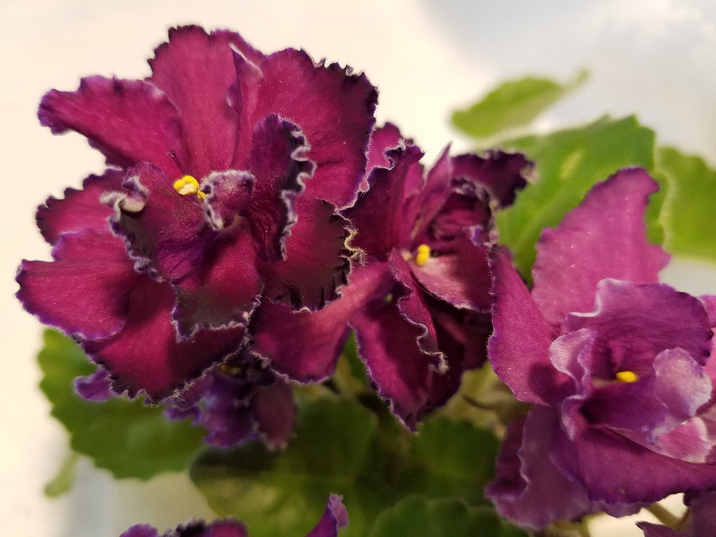Scandal- African Violet