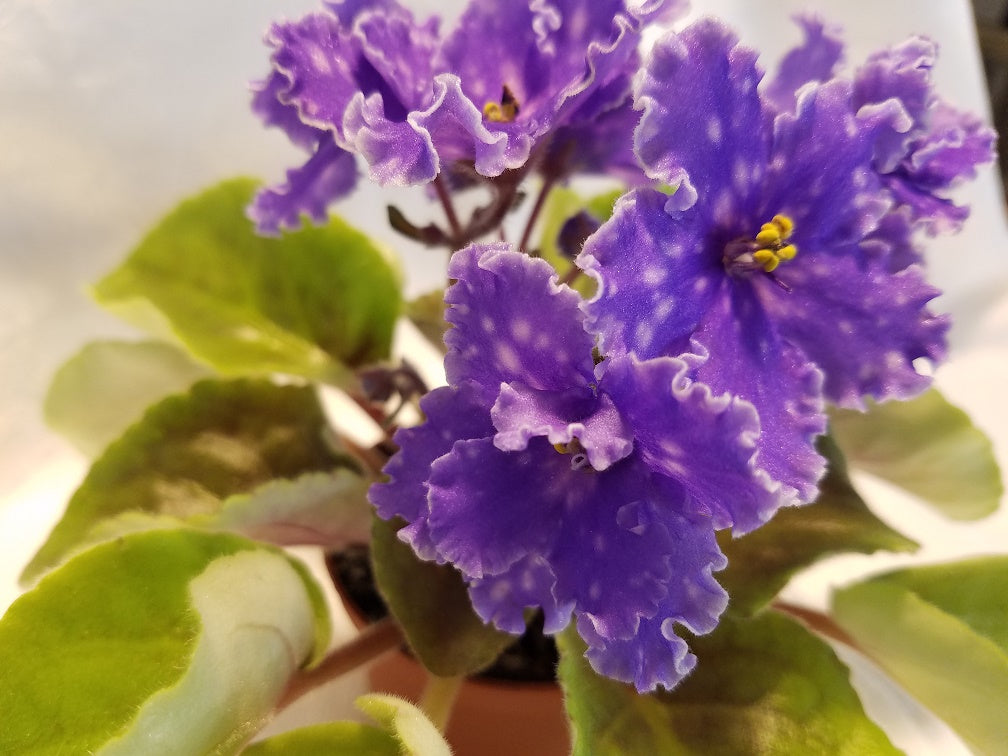 Surf's Up - African Violet