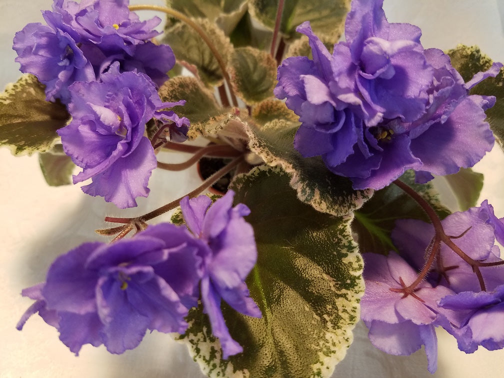 Wrangler's Honkytonk Blues - African Violet