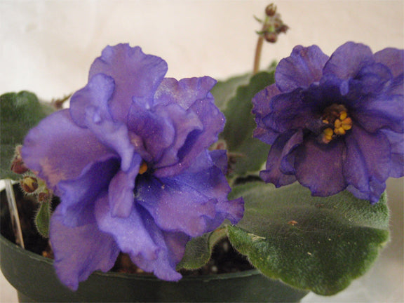 Winter Star (Zhemchuzhnye Zvezdy) - African Violet