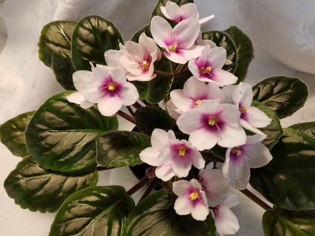 Ace of Diamonds - African Violet