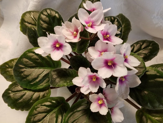 Ace of Diamonds - African Violet