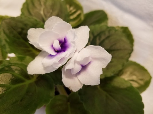 Ace of Spades - African Violet