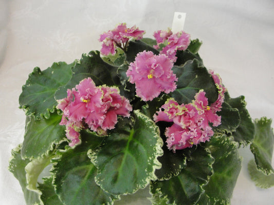 Aly's Key Lime Pie - African Violet