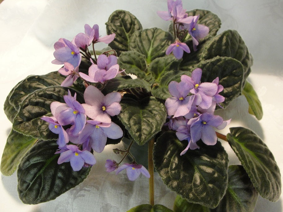 Amethyst - African Violet