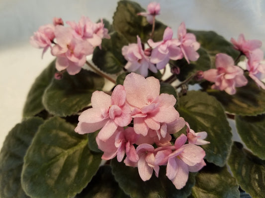 Annabelle- African Violet
