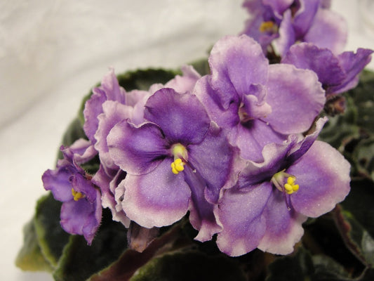Anthoflores Edith - African Violet
