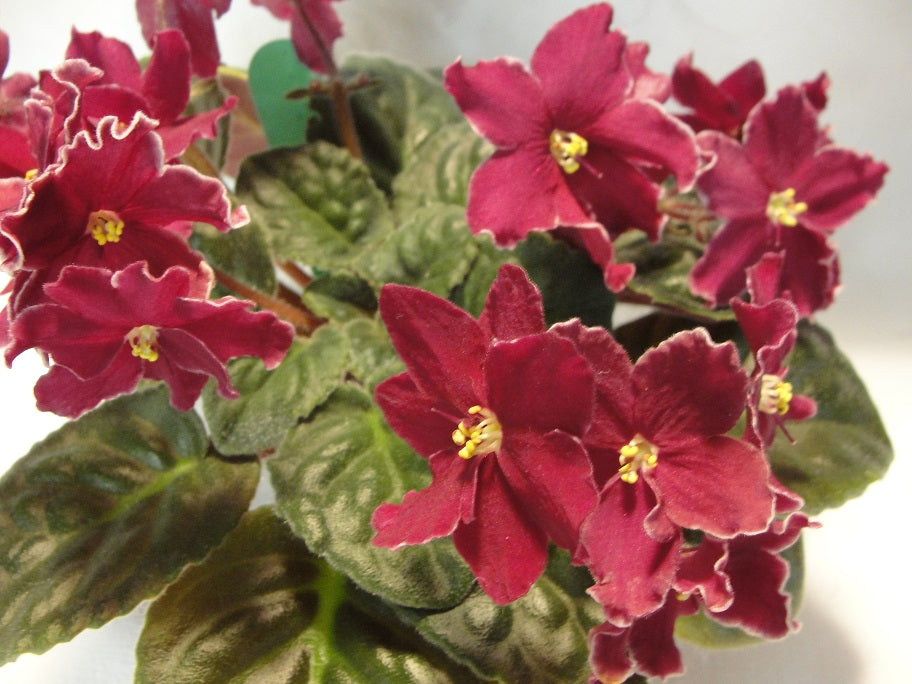 Arcturus  - African Violet