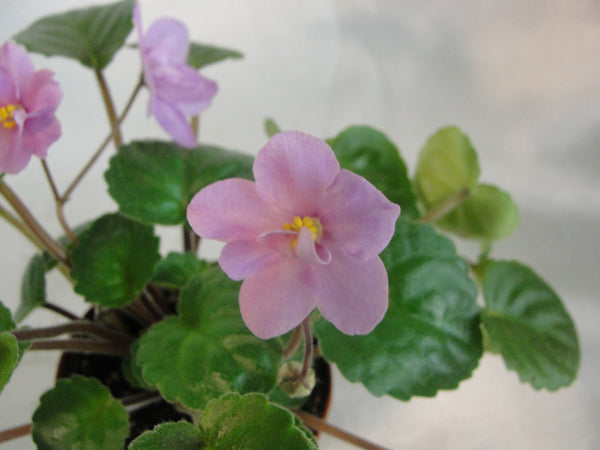 Barbara Jane Trail  - African Violet