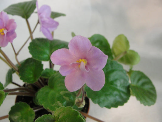 Barbara Jane Trail  - African Violet