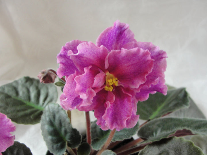 Beauty Goddess (EK-Boginia Krasoty) - African Violet