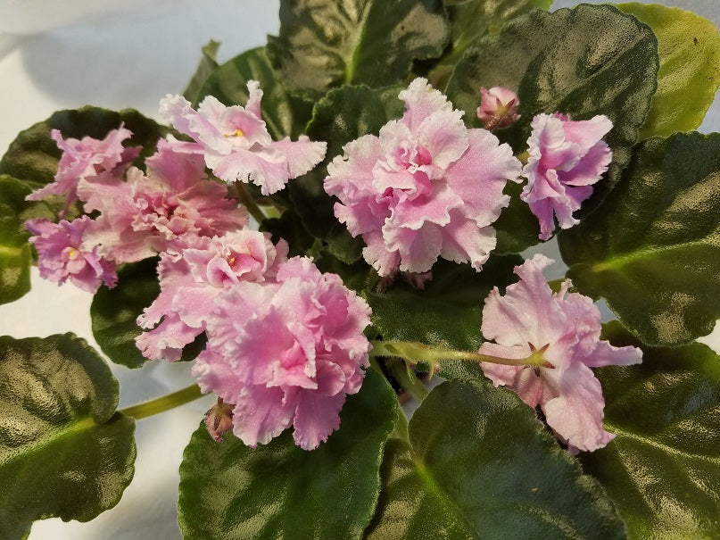 Berries n' Snow - African Violet