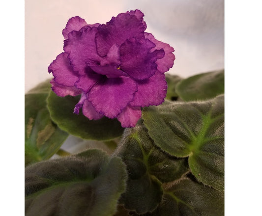 Black Forest- African Violet