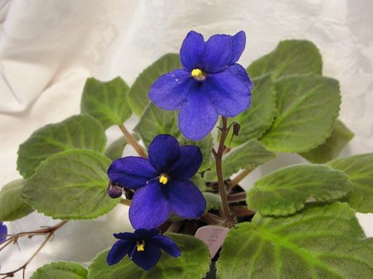 Blue Boy - African Violet