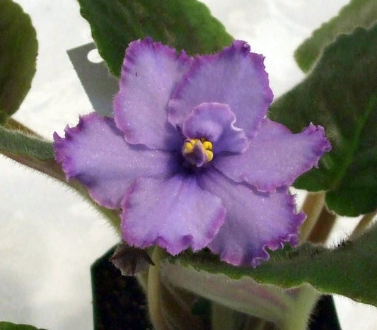 Blue Dragon - African Violet