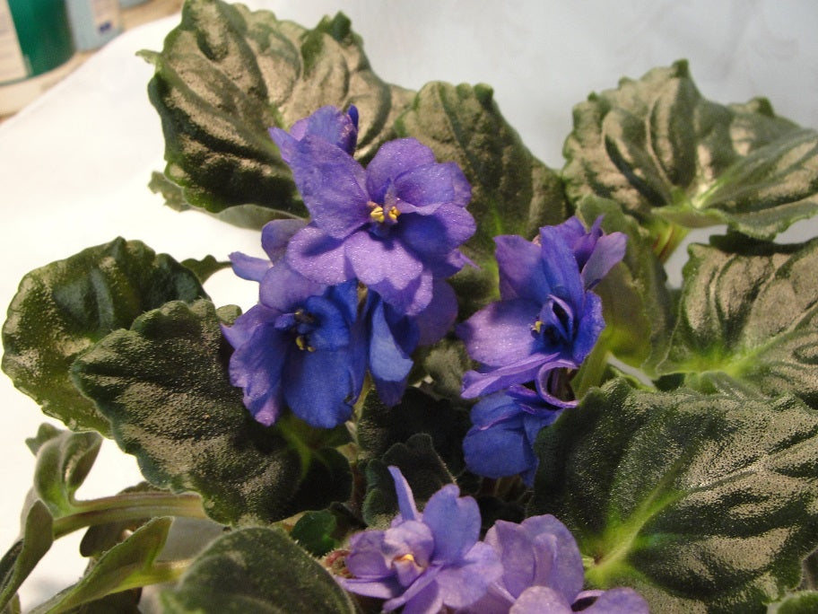 Blue Girl - African Violet
