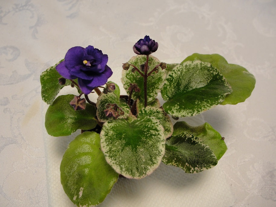 Blueberries 'n' Cream - African Violet
