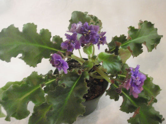 Brass Band - African Violet