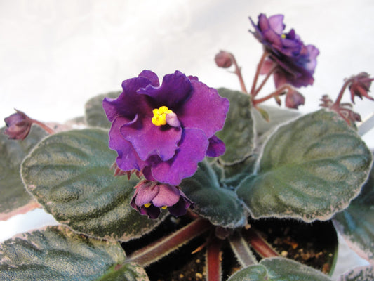 Buckeye Elderberry Wine - African Violet