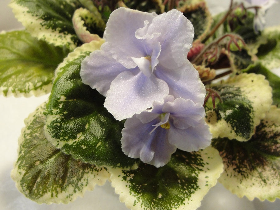 Buckeye Nostalgia - African Violet